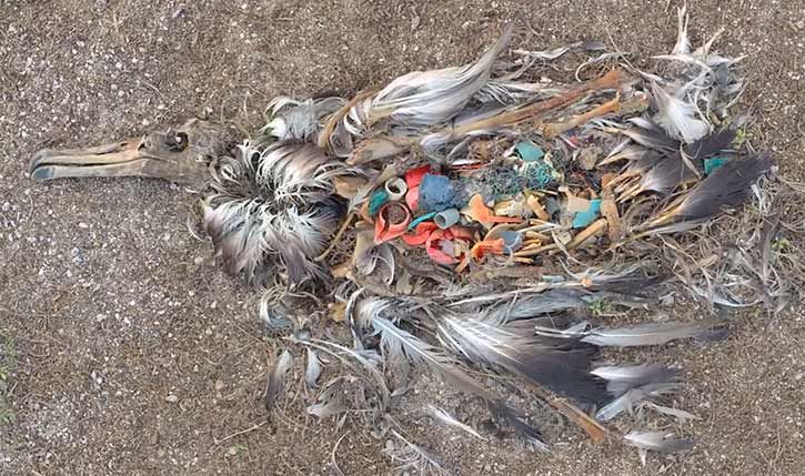 Foto: Chris Jordan. Albatross på Midwayöarna som dött pga att den ätit plast. 