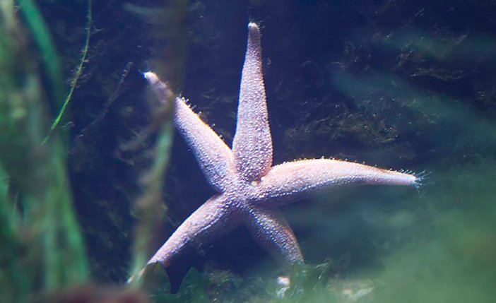 Bild på sjöstjärna från Havs- och Vattenmyndighetens hemsida.